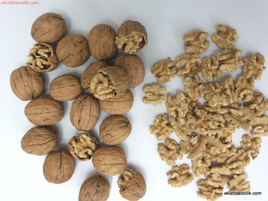 Ceviz üretiminde lider Bursa