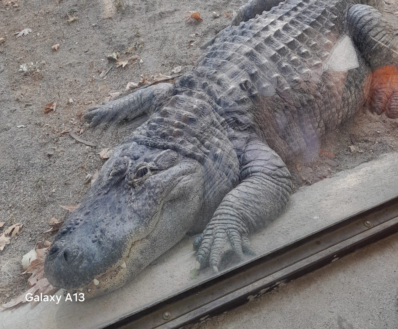 Bursalı çocukların vazgeçilmezi,hayvanat bahçesi