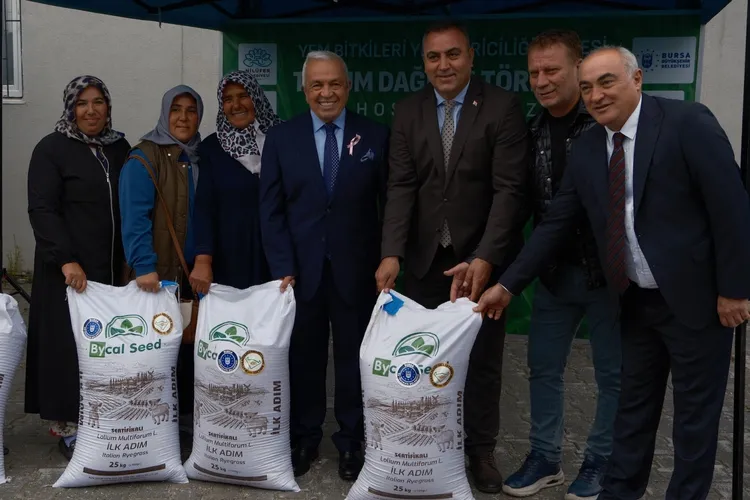 Bursa’da büyükbaşlar İtalyan çimi ile beslenecek