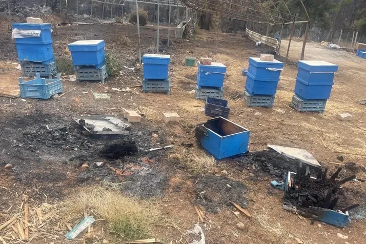 Büyükşehir’den arıcılara can suyu: Kovan desteği başladı