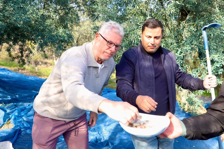 Mudanya’da zeytin hasadı sezonu başladı