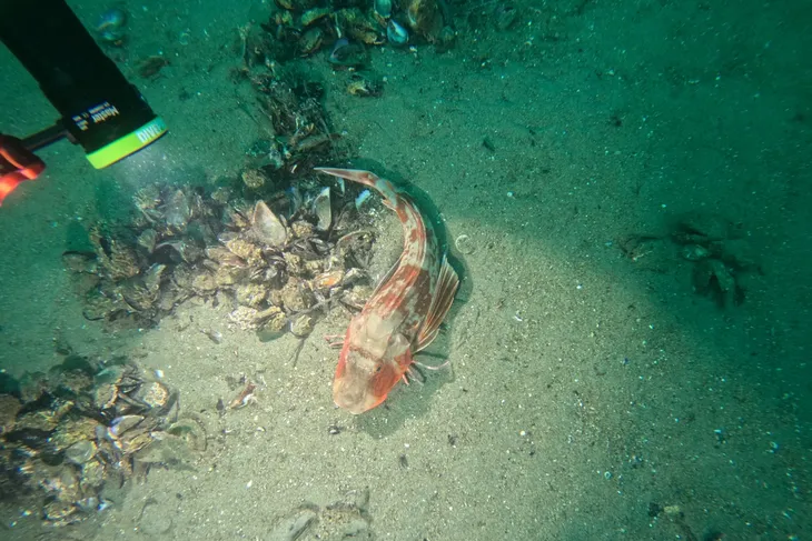 Marmara Denizi’nin ekolojik yapısı mercek altında